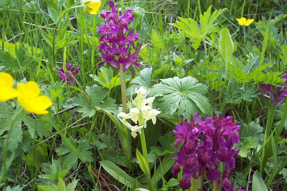 Fiori montani dalla Valle d''Aosta
